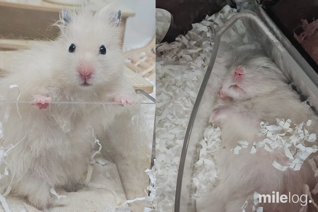 손바닥 위에 올라가 있는 작고 소중한 반려 햄스터 콩찌의 사진